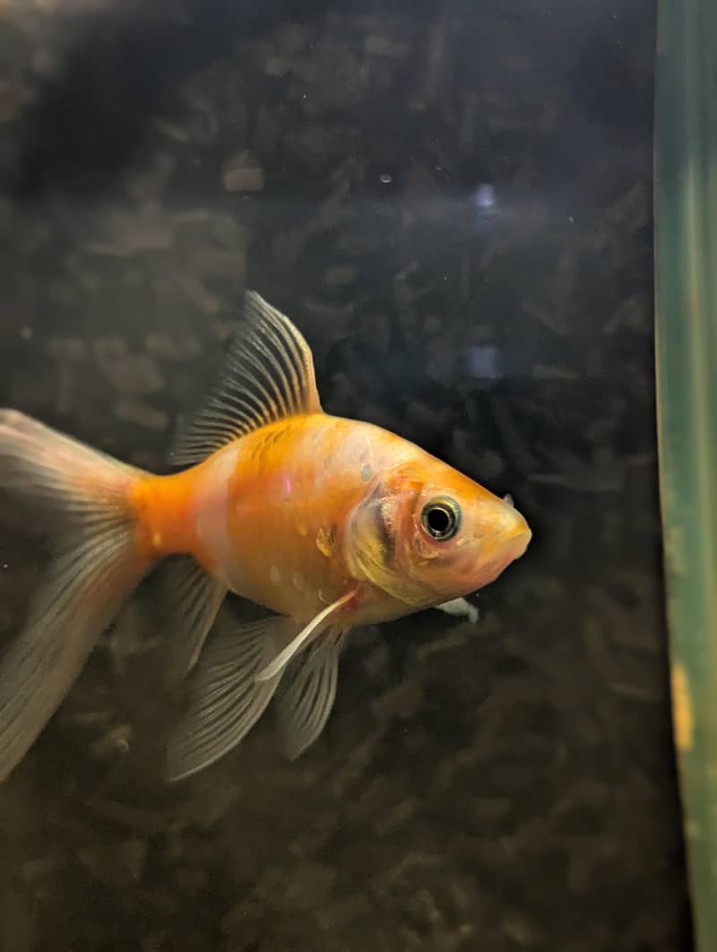 Turtle | Gold Fishes 5