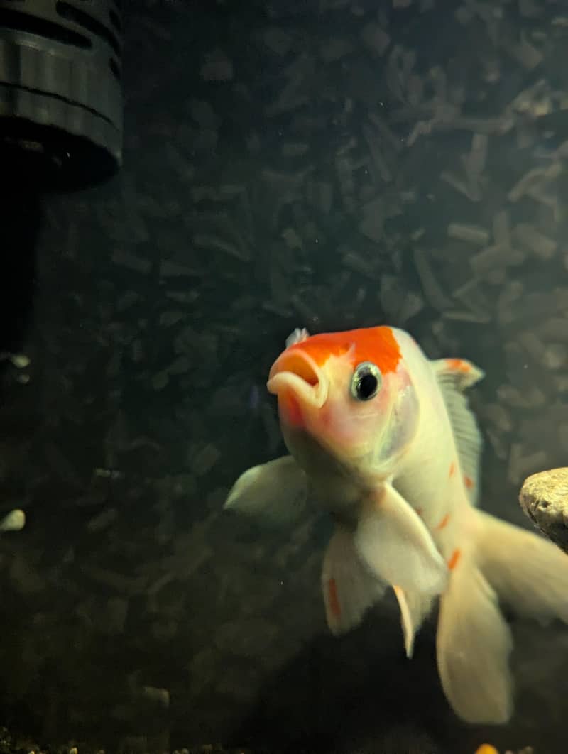 Turtle | Gold Fishes 6