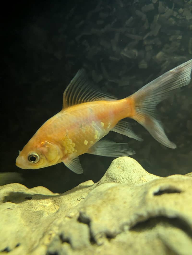 Turtle | Gold Fishes 7