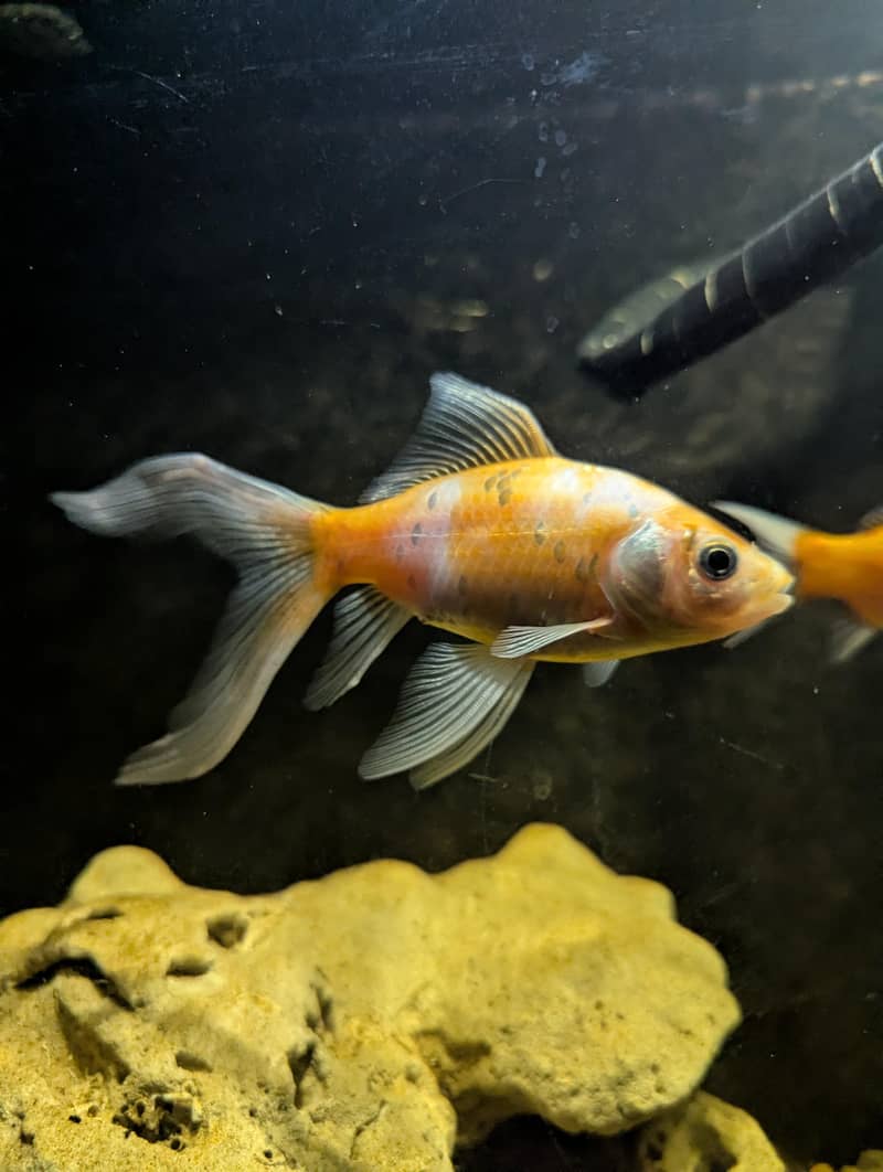 Turtle | Gold Fishes 8