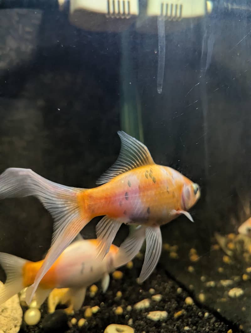 Turtle | Gold Fishes 10