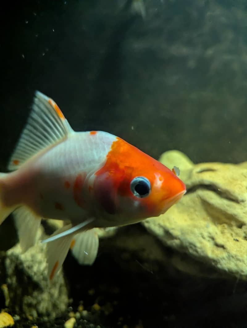 Turtle | Gold Fishes 13