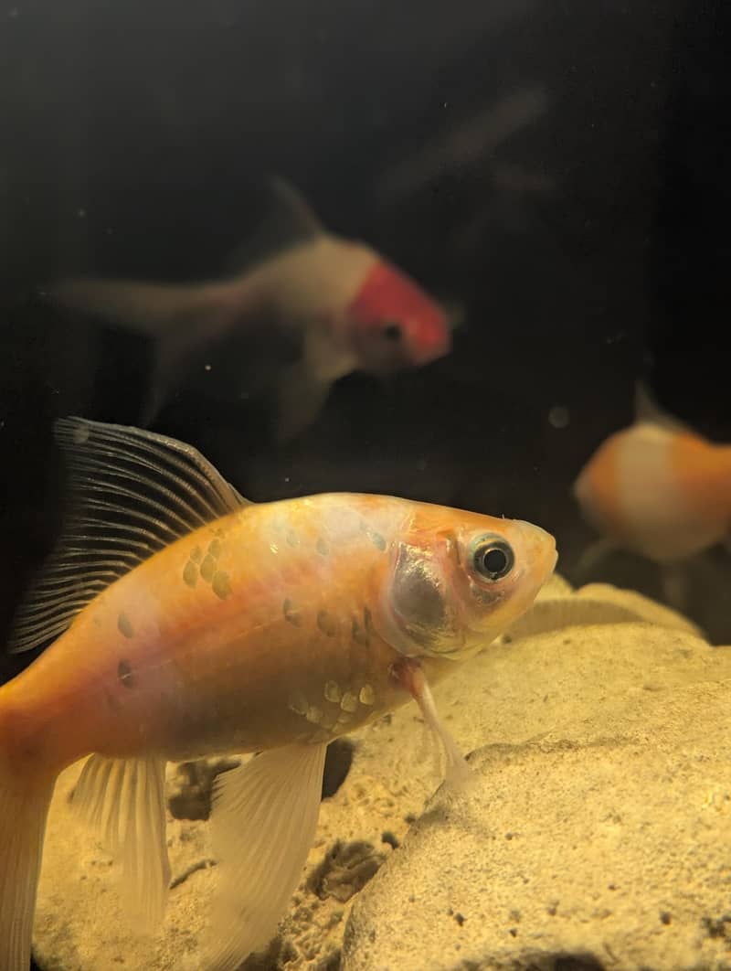 Turtle | Gold Fishes 14