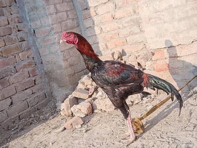 laakha patha in long tail