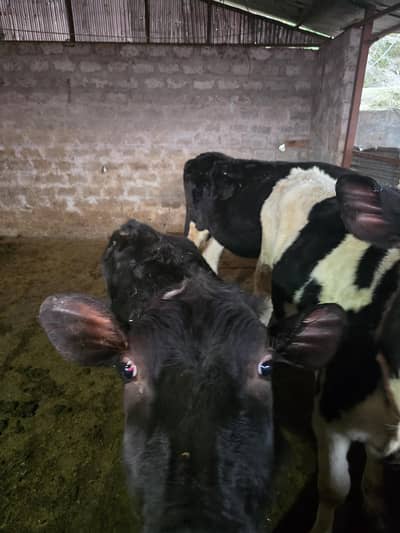 cow full farm for sale