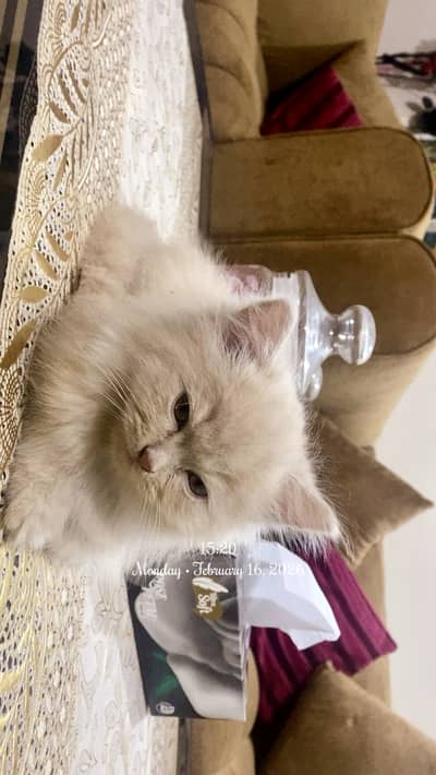 Persian kitten 45 days age