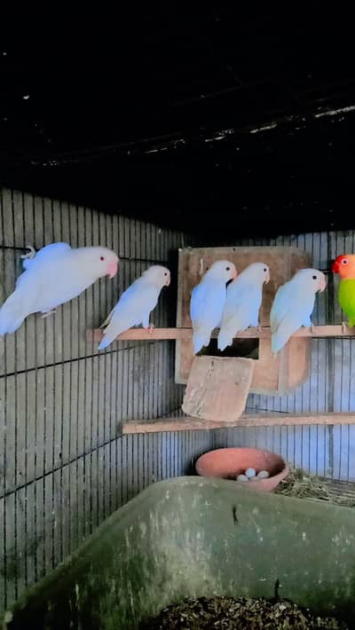 lovebird full galeder pair