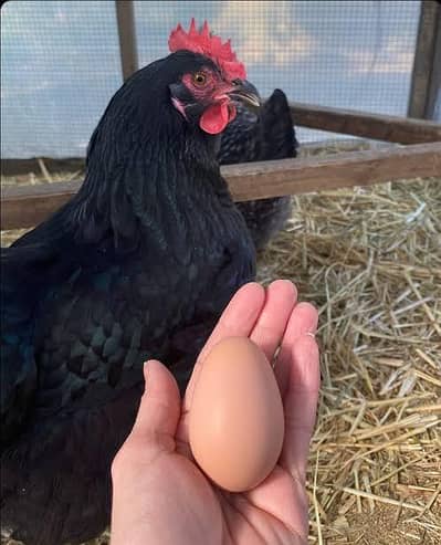 Australorp Fertile Eggs