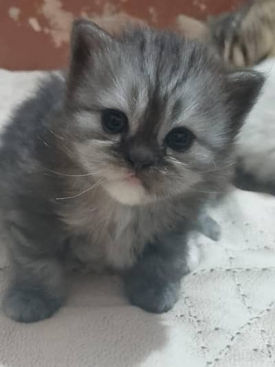 per cat 12k cute  cat