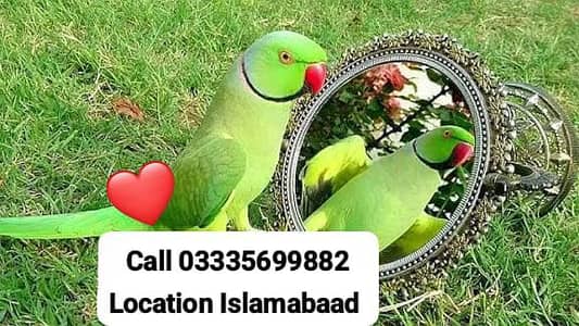 Hand Tamed Full Friendly Green Ring Neck Male Parrot Jumbo Size