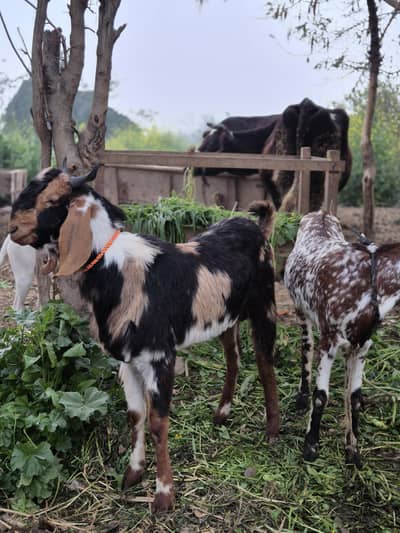 Bakra or Bakri For Sale