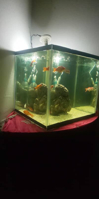 Fish Aquarium with Fishes