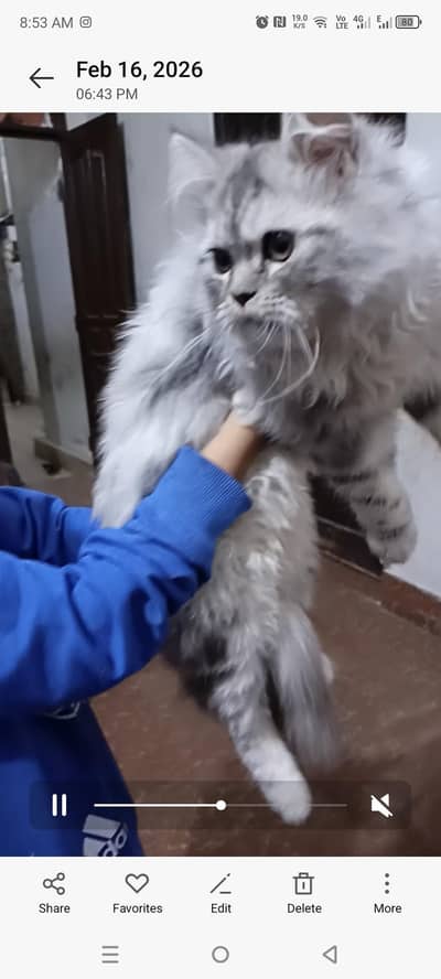 Percian Kitten 5 months full healthy. Fully Vaccinated for sale
