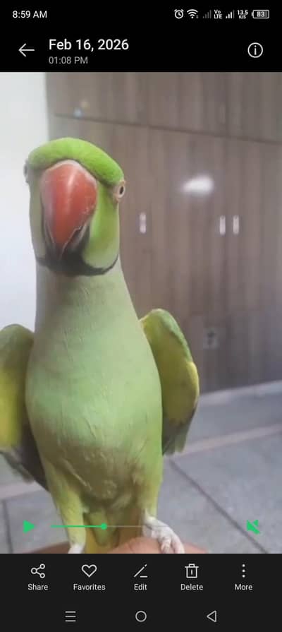 talking hand tame male