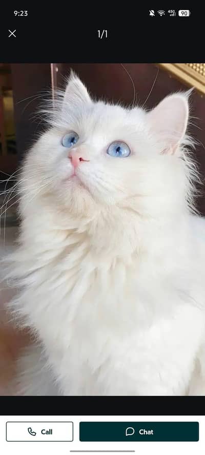 Persian kitten for sale 0309=0097784