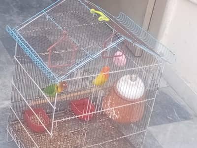 Beautiful Love Birds Pair + Cage + Feeder
