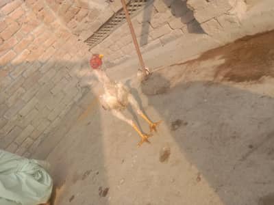 1 Heera male Aseel . 2 Female Aseel