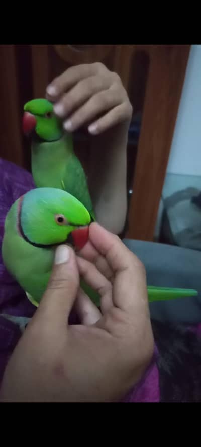 twin brothers excellent Talking handtame parrot 03333249606