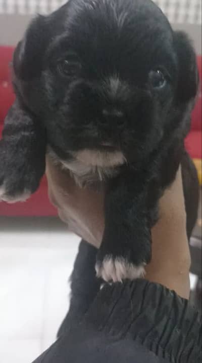 Shihtzu, shih tzu, shitzu show quality, price negotiable