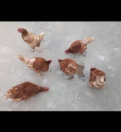 Lohmann brown females