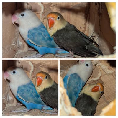 lovebird ino/  palefallow/pf  java / pied dove /  Hens /  Parrot