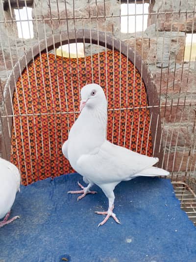 White kabouteri  successful parvazzi kabouteri