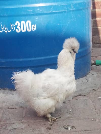 healthy and Activ hai jass bhai ko chaya wo he rabta kara