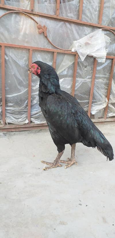 High quality mushki madi 03175087917