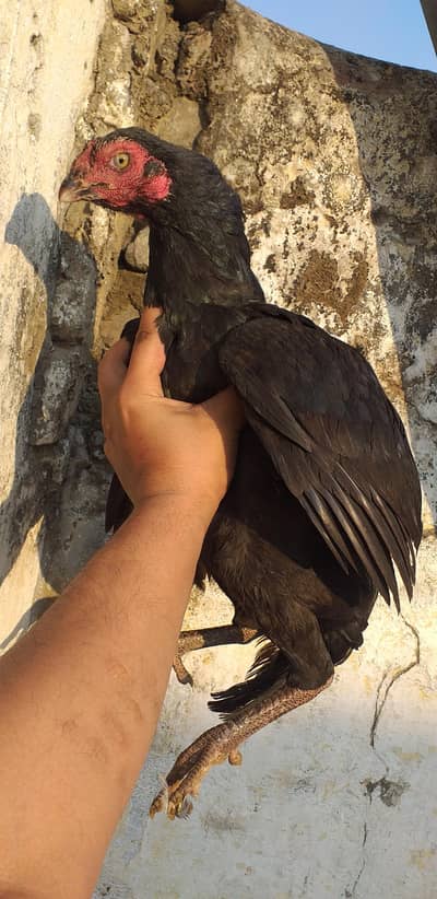 High quality mushki madi 03175087917