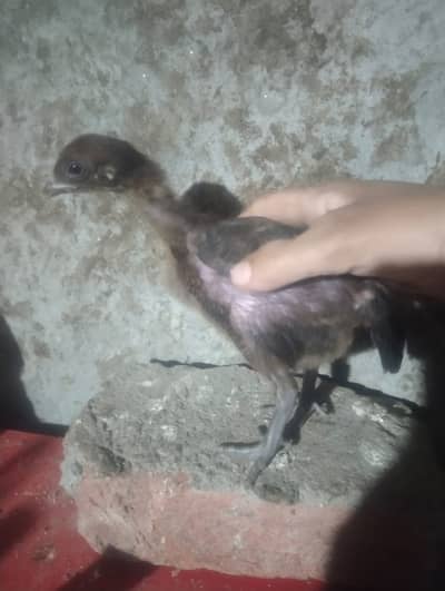 aseel chicks | thai aseel | Vietnam chicks |thai murgha | hen | murghi