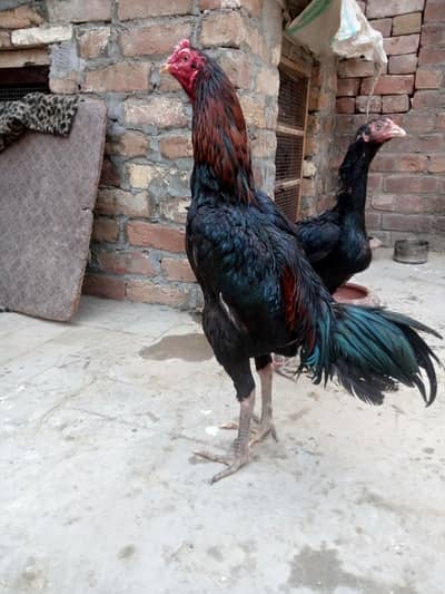 Burmi Thai Cross Aseel