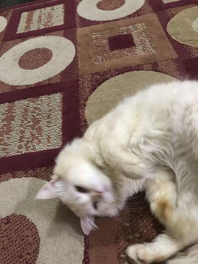 White persian cat