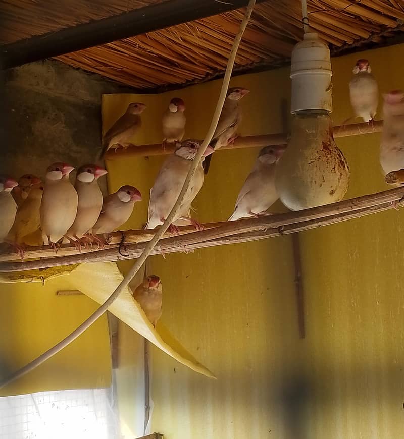 50 fawn java pathy 0