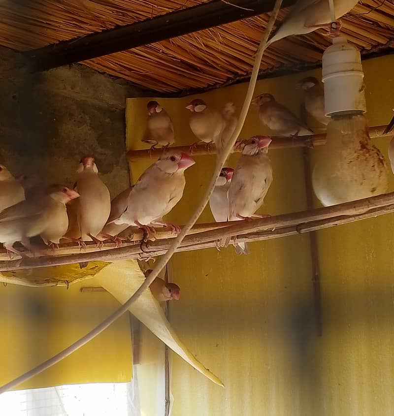 50 fawn java pathy 1