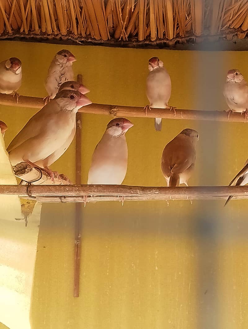 50 fawn java pathy 2