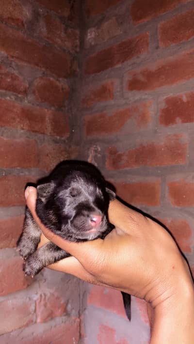 Pure german shepherd puppies