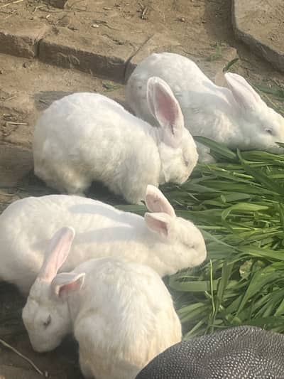 Pure Newzeland 3 females or aik male for sale 03368792398
