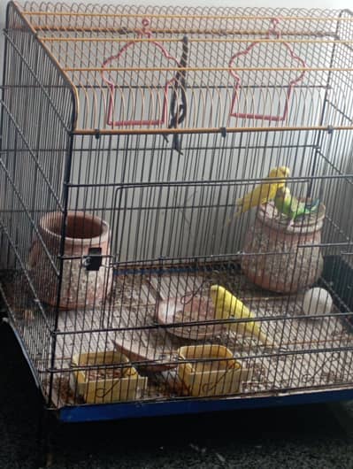 3 Australian Buggies with 3 kids