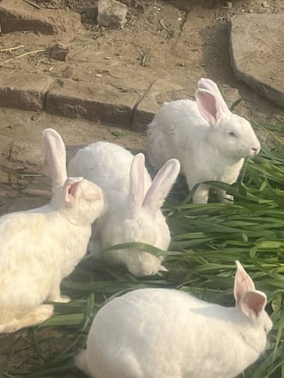 Pure Newzeland set 3 females pregnant or aik male 03368792398 WhatsApp