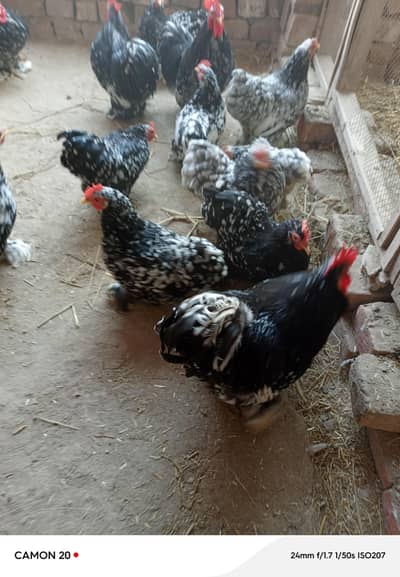 motled Cochin bentum