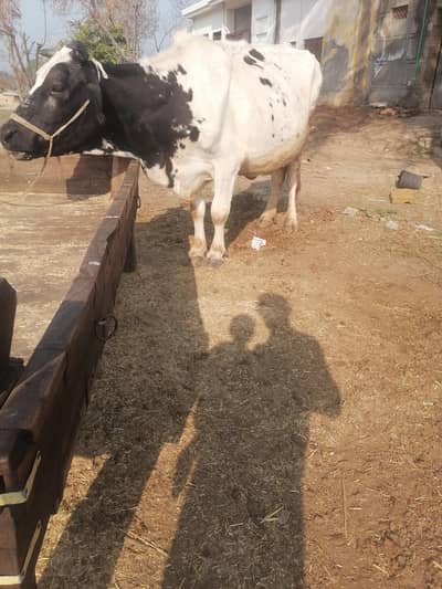 freezin cros cow urget sale need money fresh tazi soi dood 14 litr