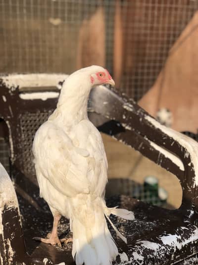 Heera Aseel female and chiks