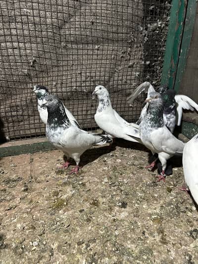 Breeder pair available golden teddy cross ferozpuri Ali wala