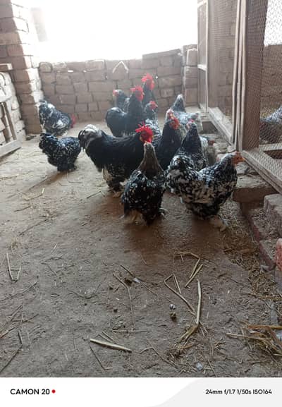 motled Cochin bantam