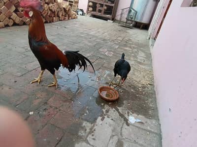 Desi murga or aseel murgi