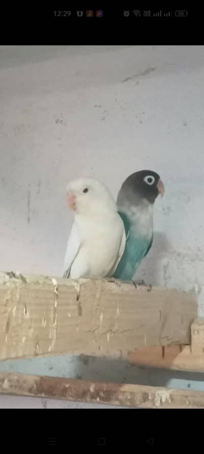 love bird albino red eye breeder pair with adult chicks