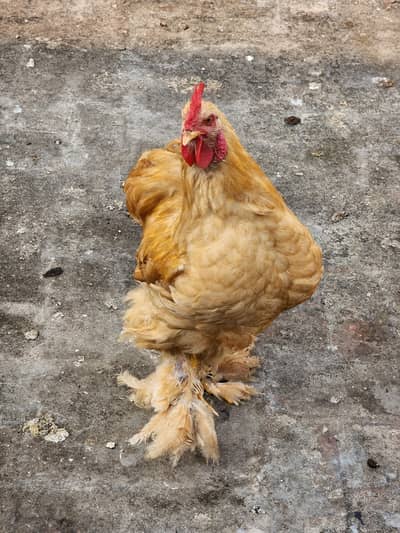 Golden Buff Hen pair for sale