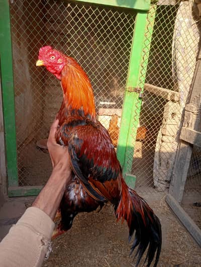 Amroha cross murg Forsale