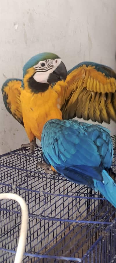 MACAW  blue n gold   6 months chicks available