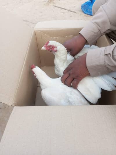 paper white female breeder